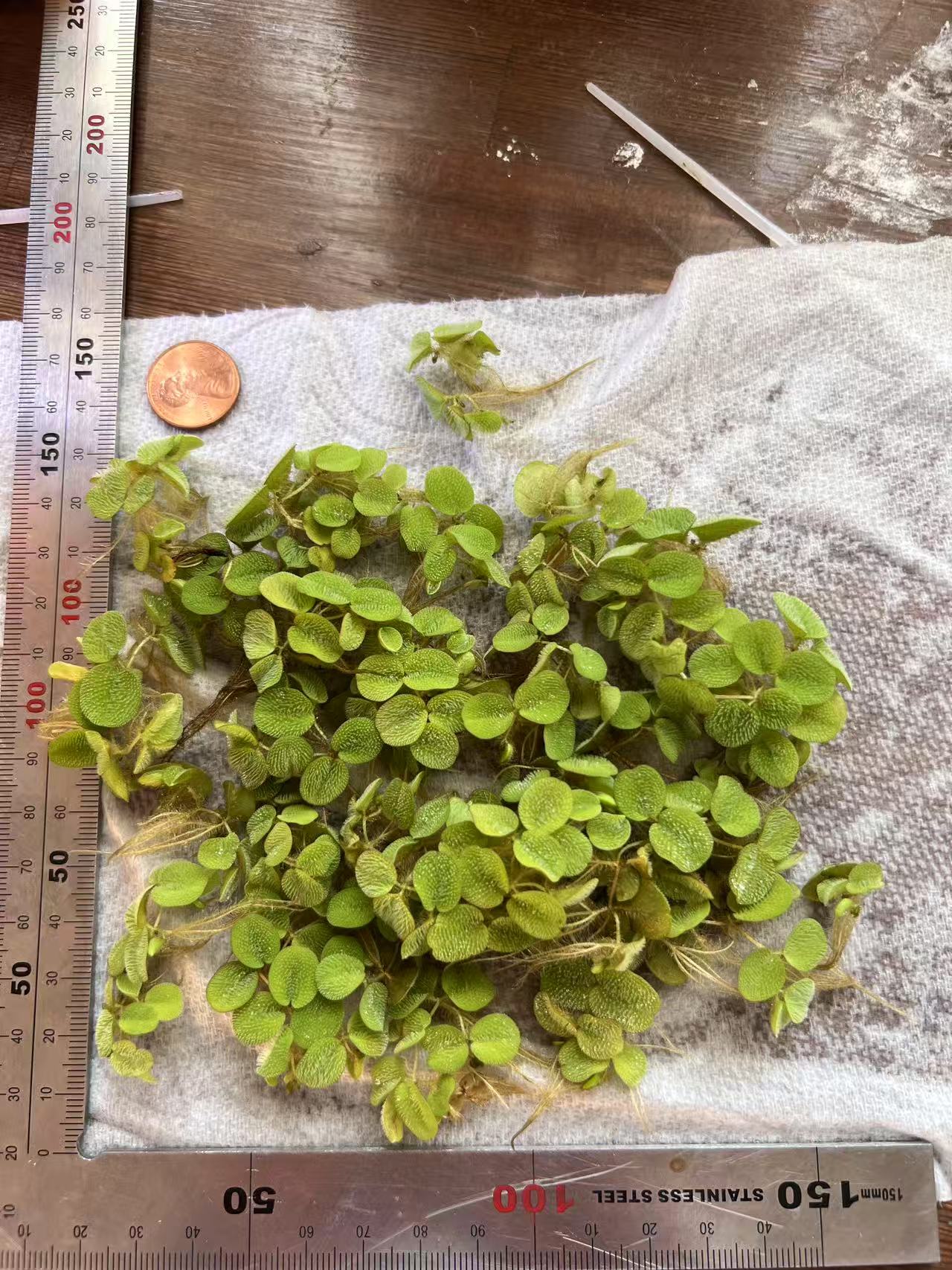Water Spangles/Salvinia Minima (~5 in by 5 in) - AquaHorizon