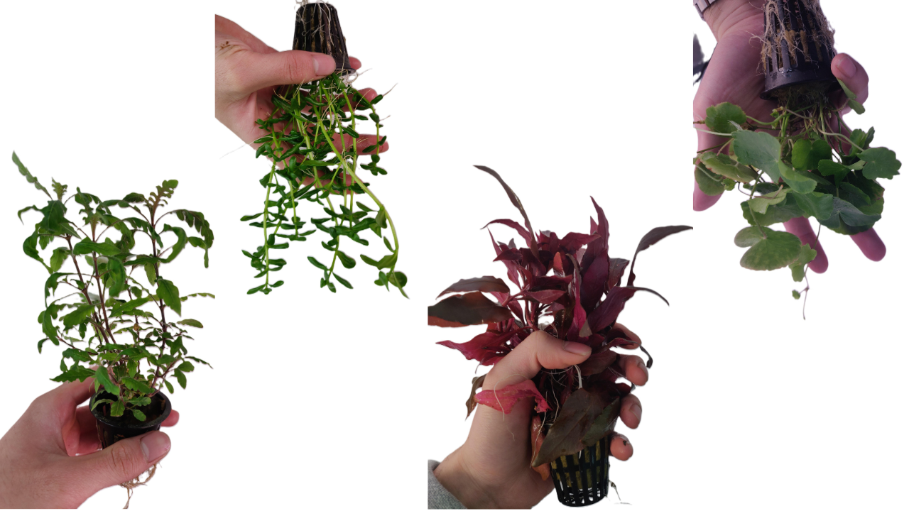 Easy 4 Potted Plant Bundle