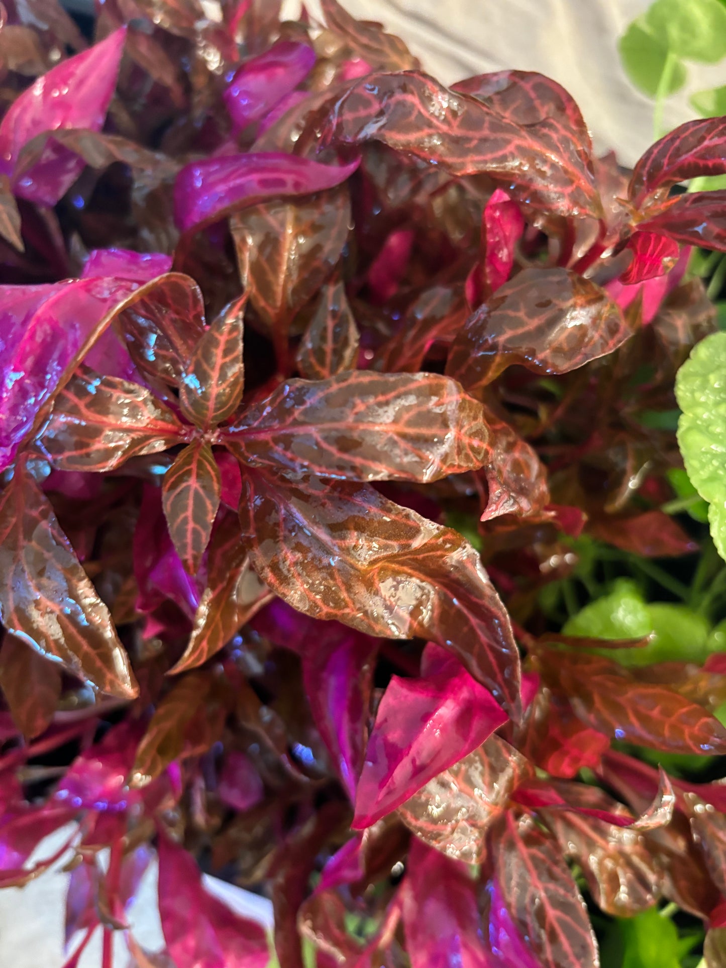 Alternanthera Rosanervig (5 stems) - AquaHorizon