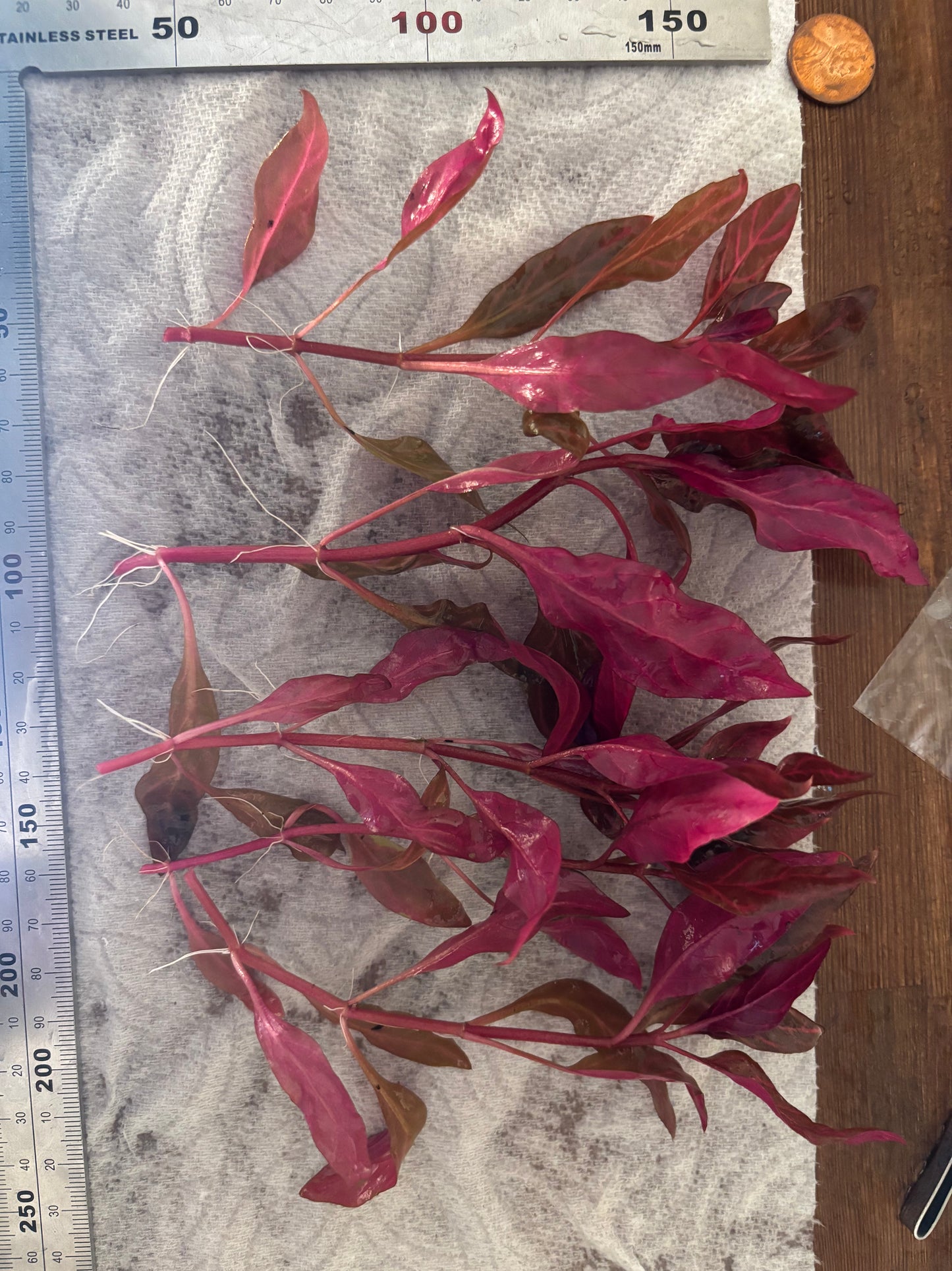 Alternanthera Rosanervig (5+ stems) - AquaHorizon