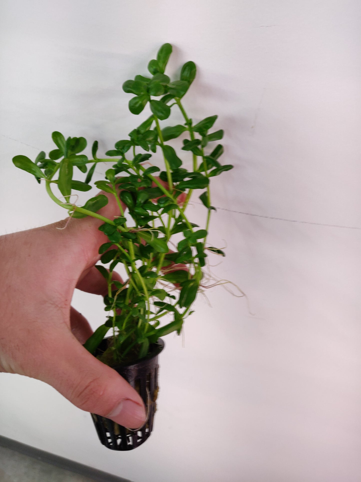 Bacopa Monnieri/Monneywort Potted - AquaHorizon