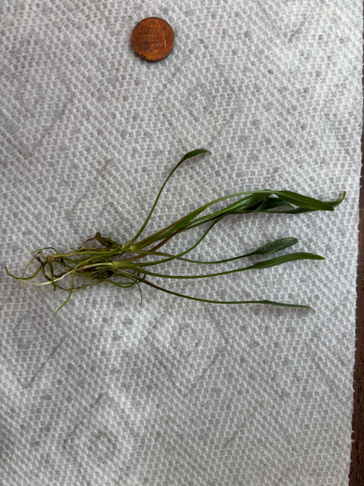Cryptocoryne Lucens