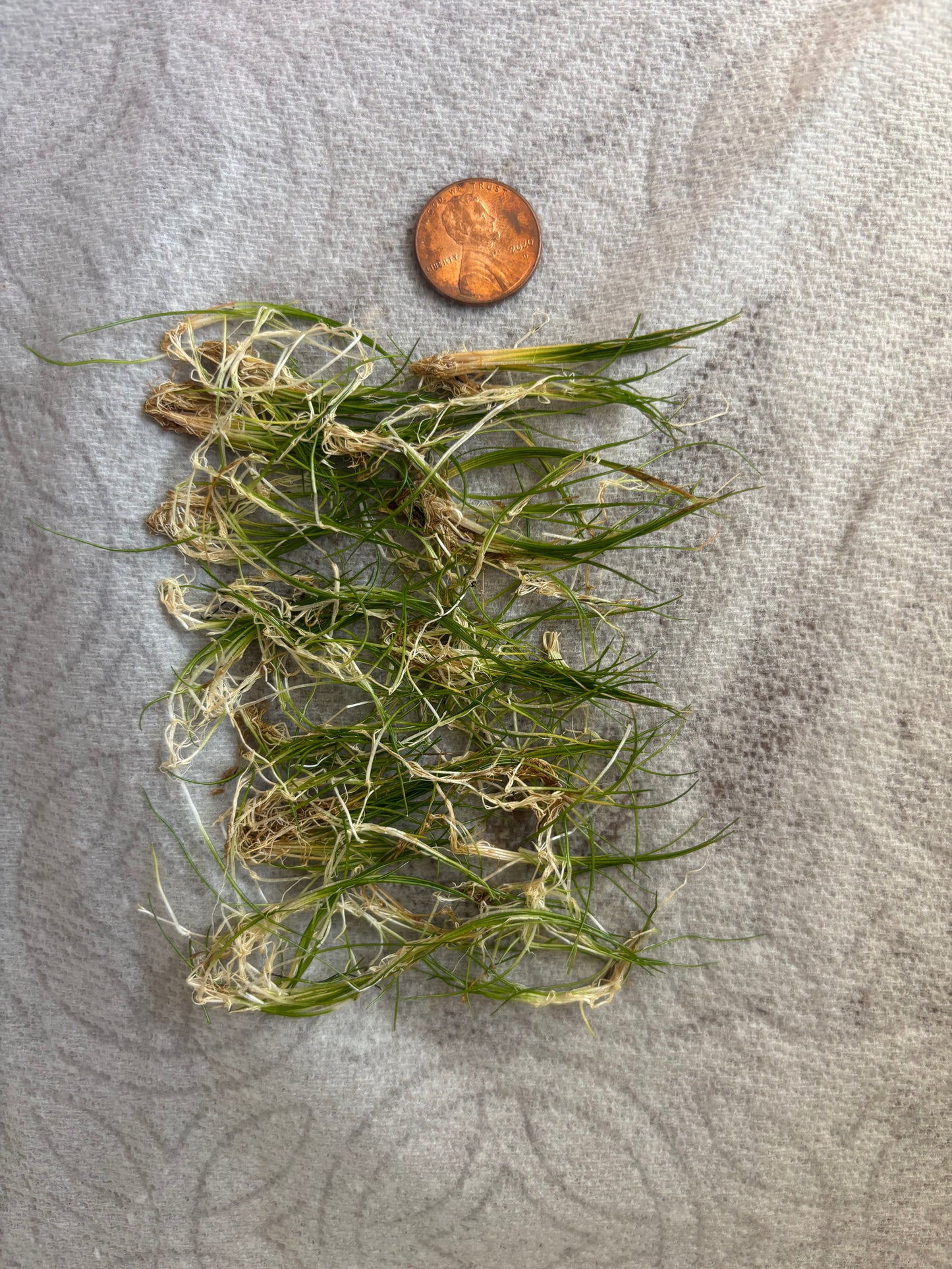 Dwarf Hairgrass "Belem" (~ 3 in pot worth) - AquaHorizon