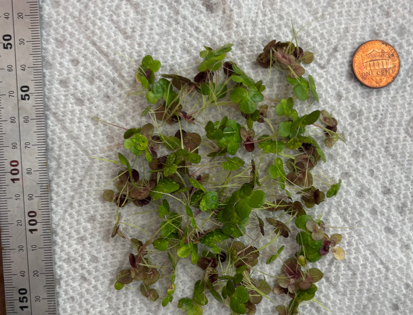 Giant Duck Weed "Spirodela Polyrhiza" - AquaHorizon