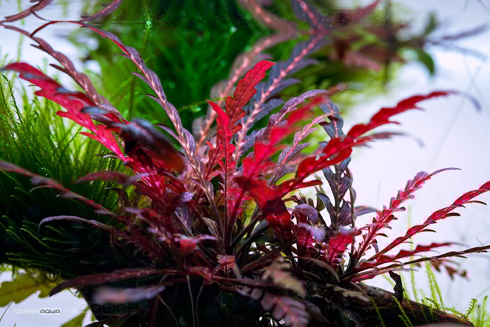 Hygrophila Pinnatifida (3 stems) - AquaHorizon