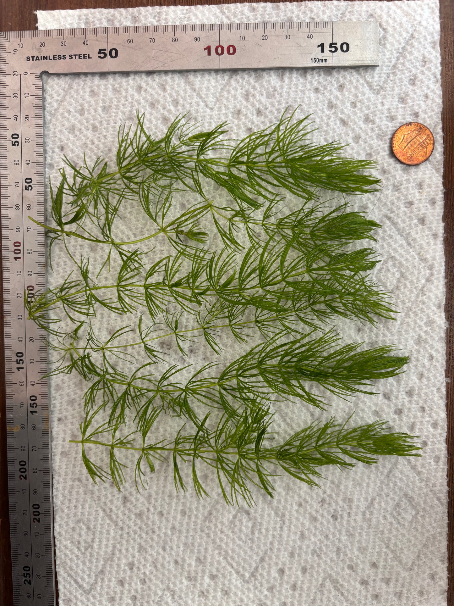 Hornwort (6 Stems) - AquaHorizon
