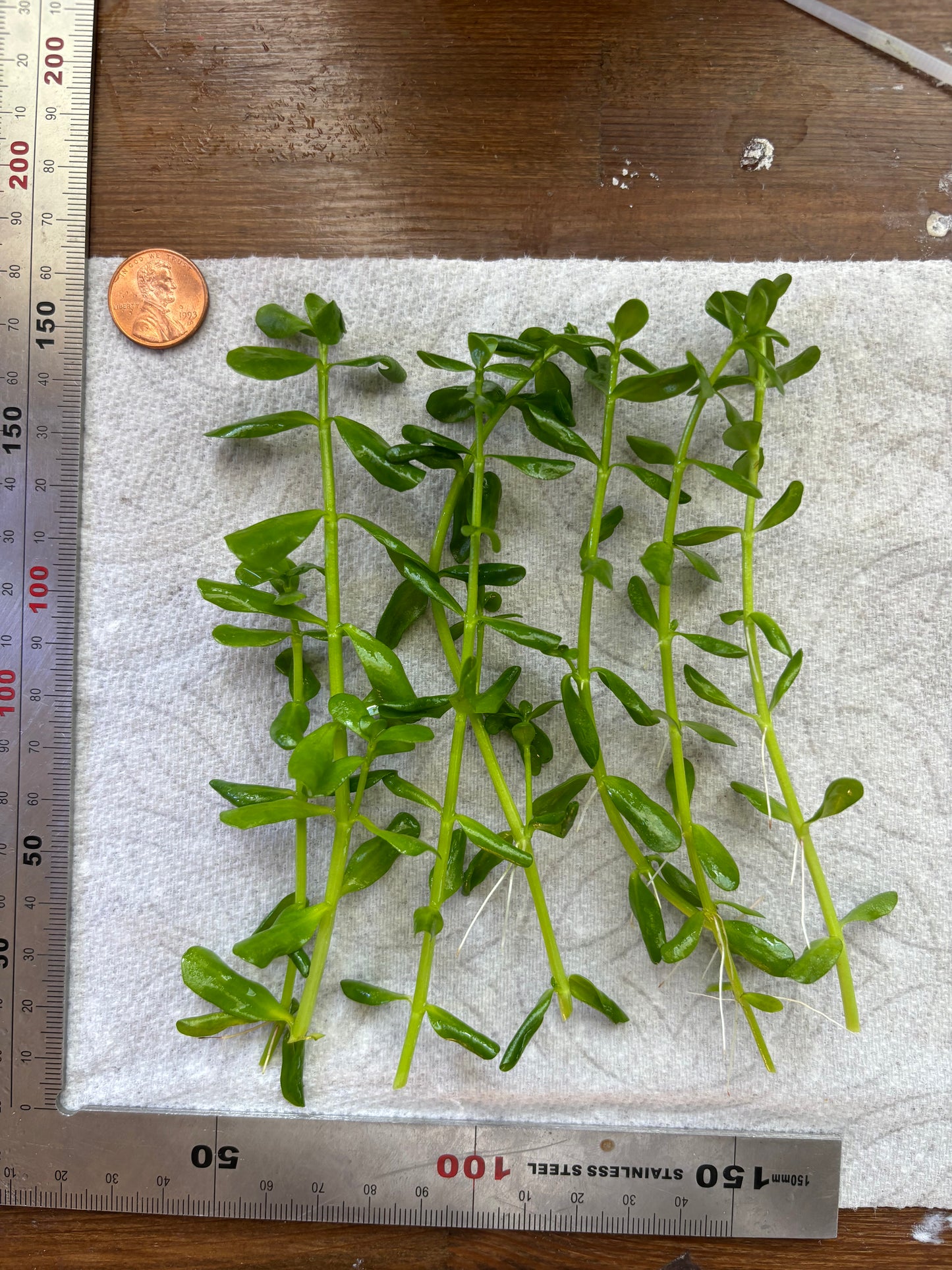 Bacopa Monnieri/Monneywort (6+ stems) - AquaHorizon