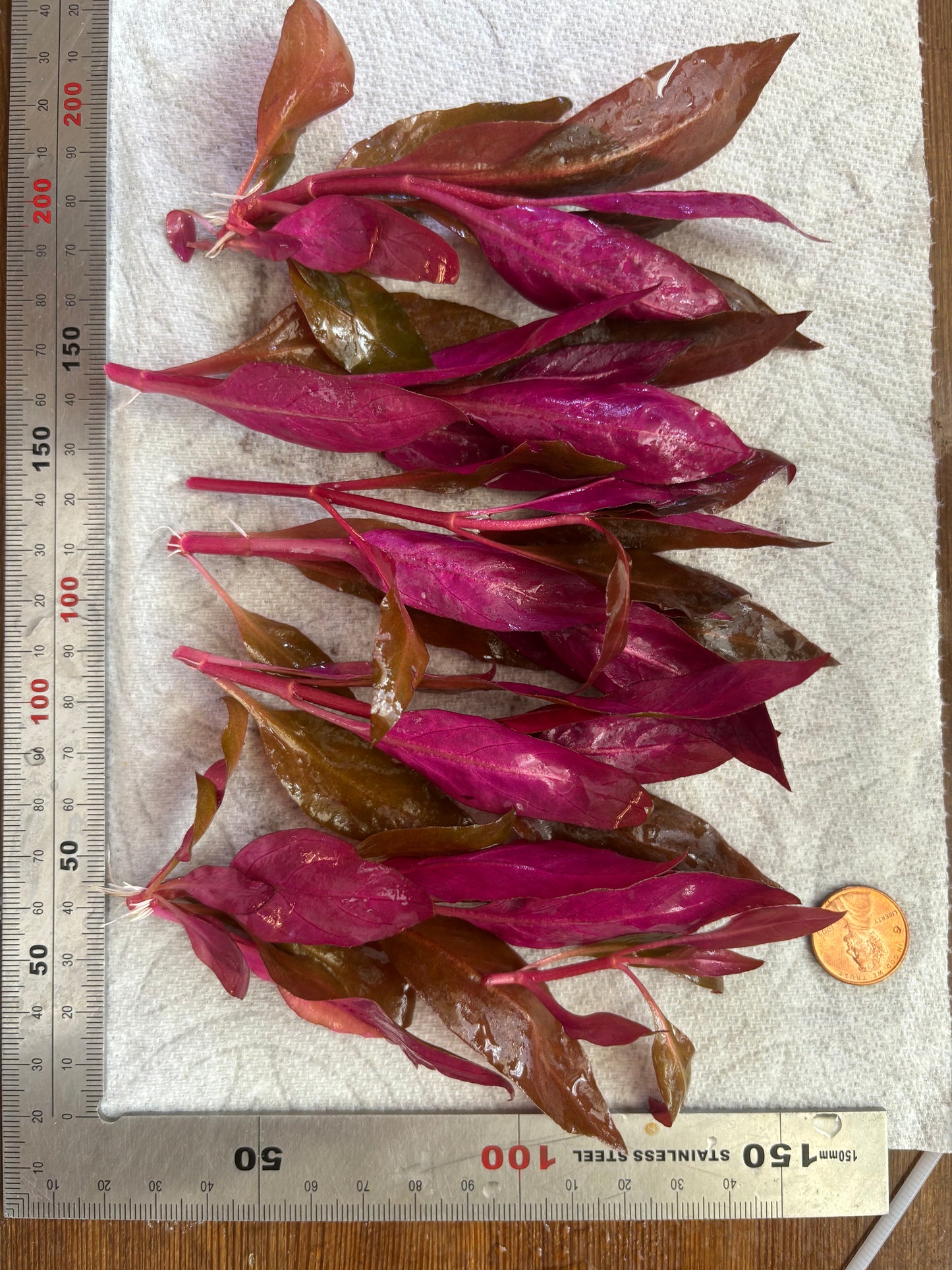 Alternanthera Reineckii "mini" (6+ stems) - AquaHorizon