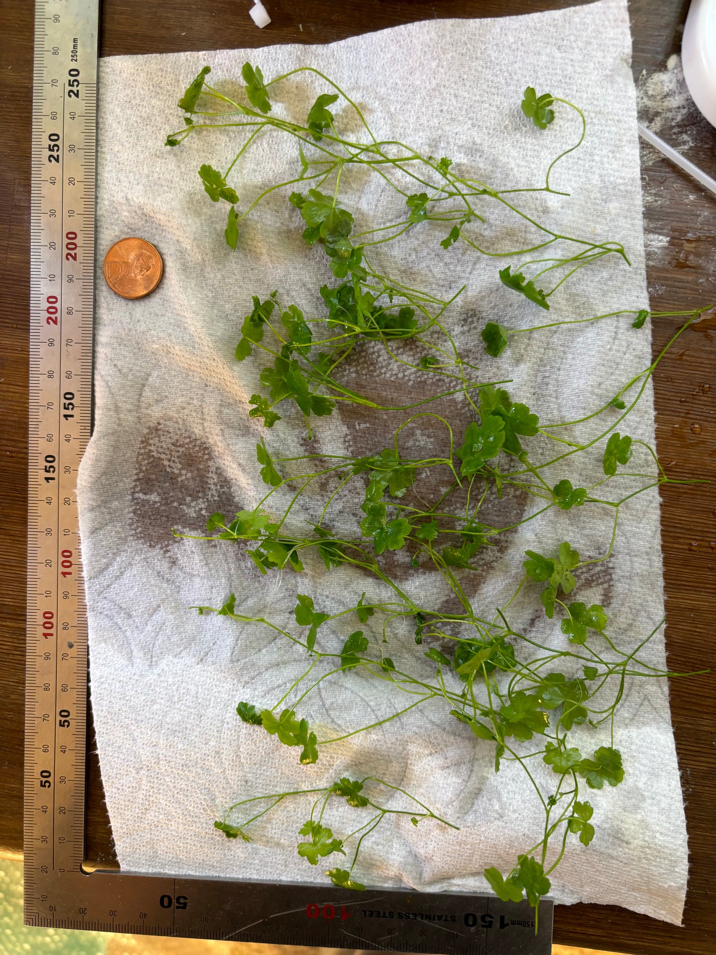 Hydrocotyle Tripartita Japan (~3 in pot worth) - AquaHorizon