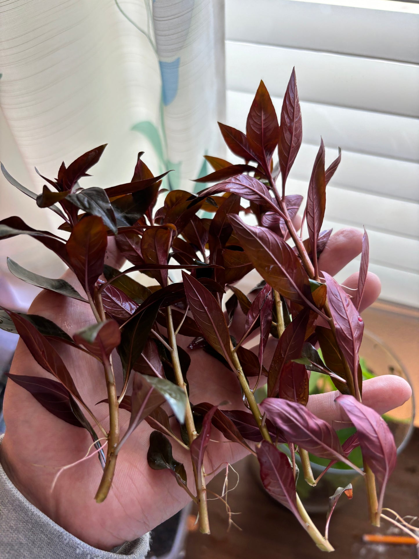 Alternanthera Reineckii (5 stems) - AquaHorizon