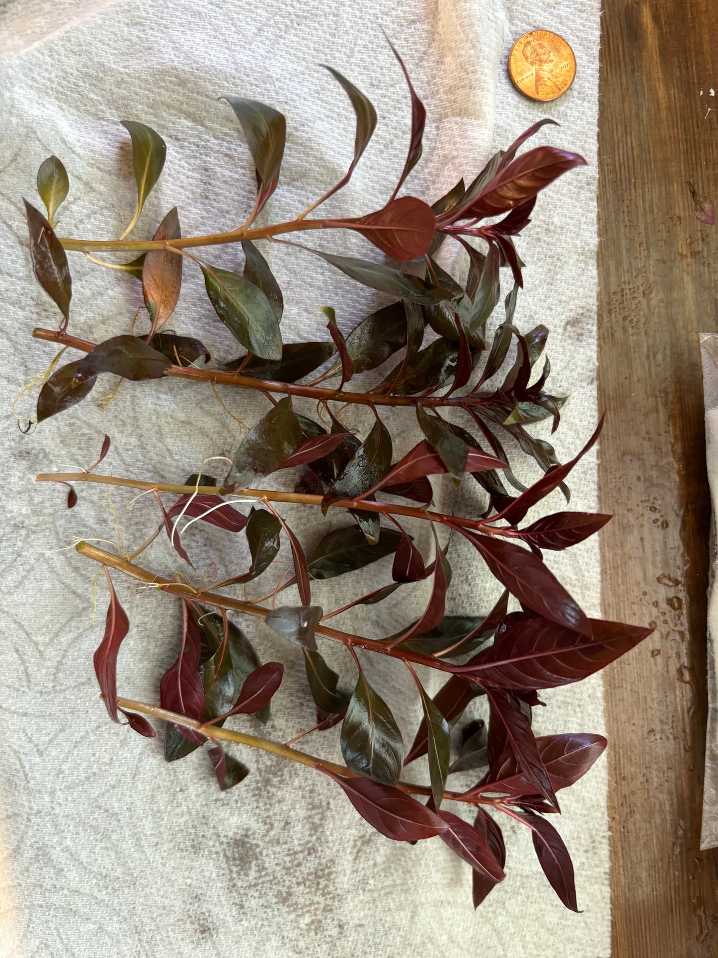 Alternanthera Reineckii (5+ stems) - AquaHorizon