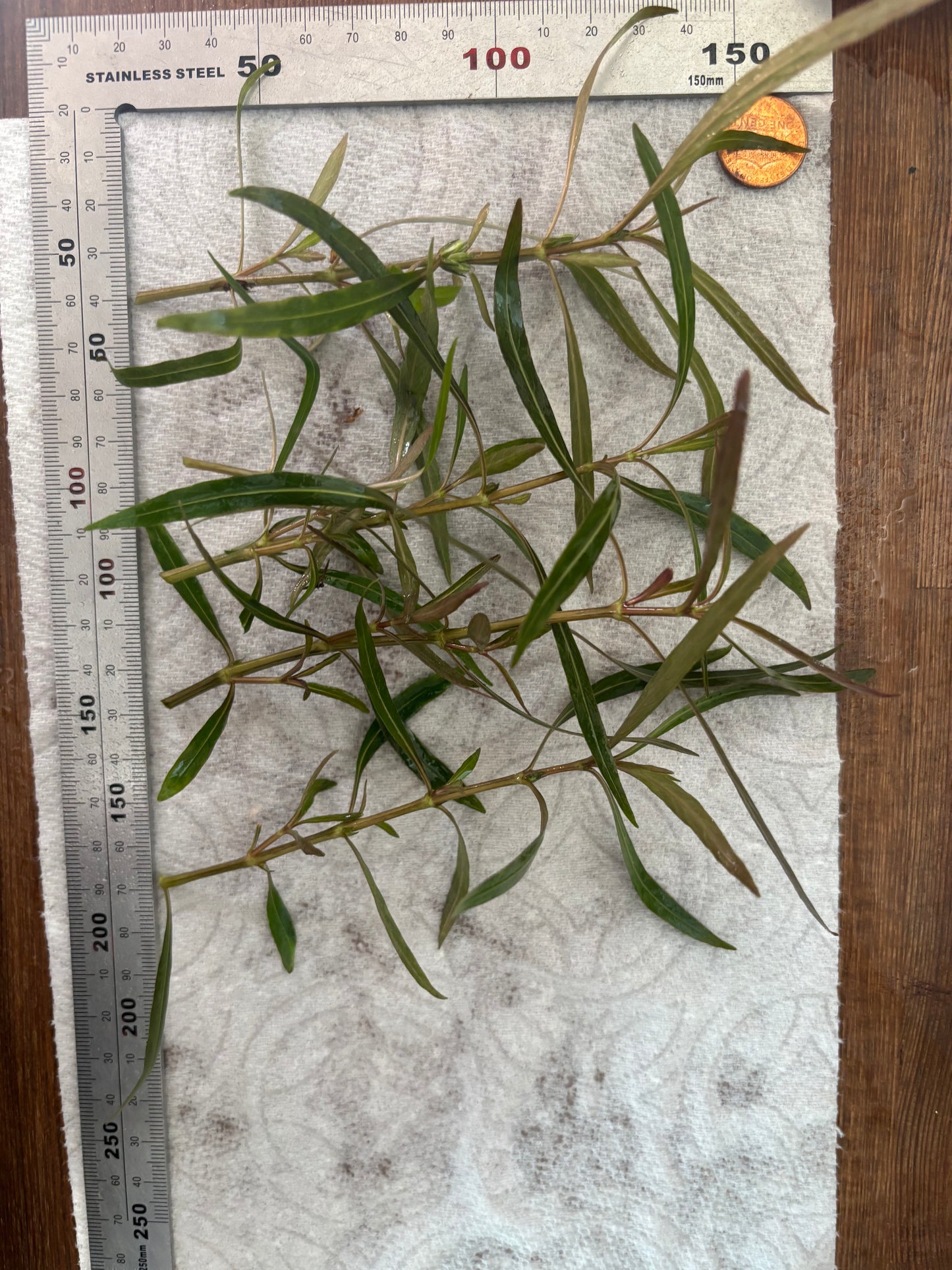 Hygrophila Araguaia (4 stems) - AquaHorizon