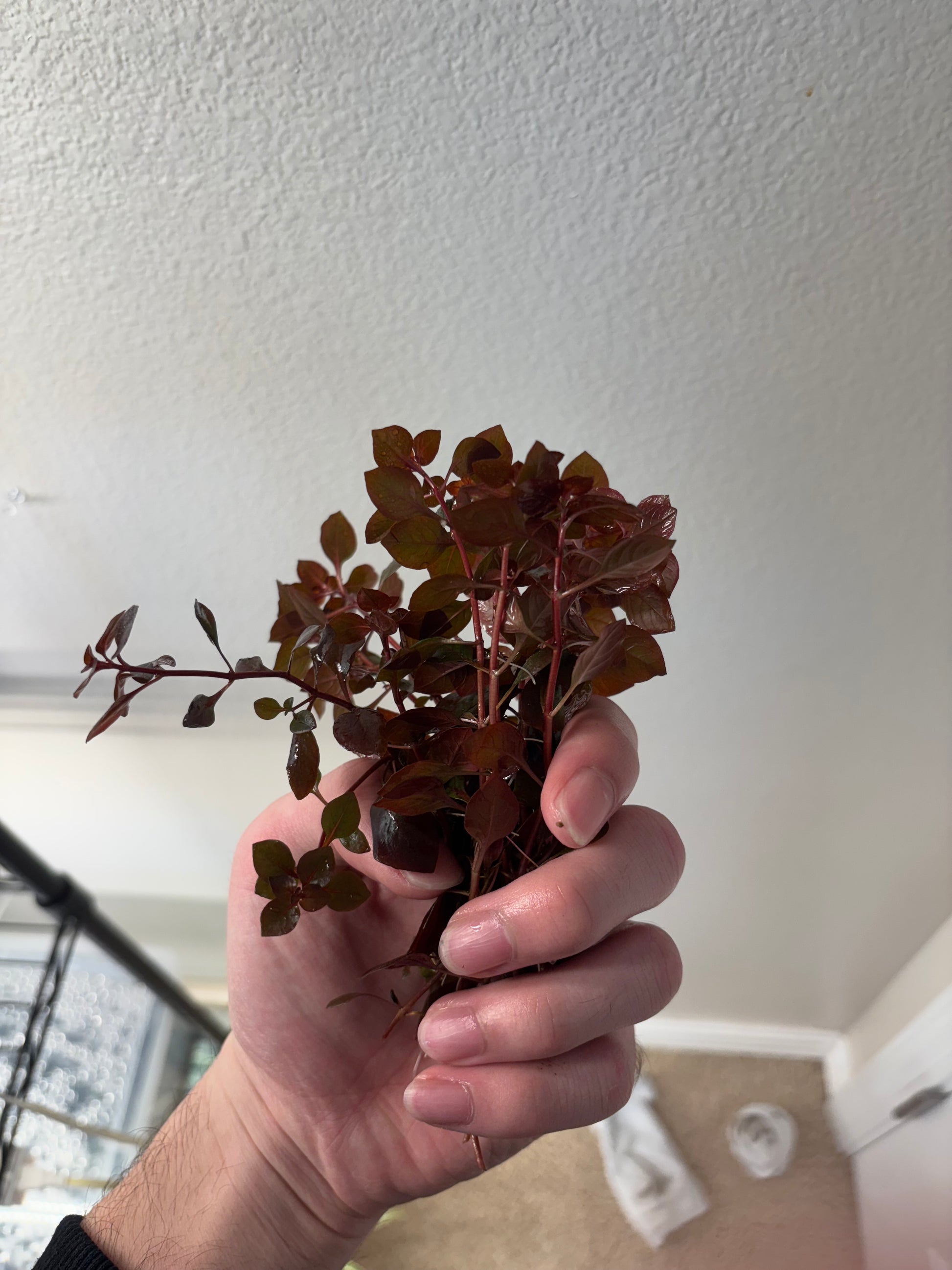 Ludwigia Super Red (6+ stems) - AquaHorizon