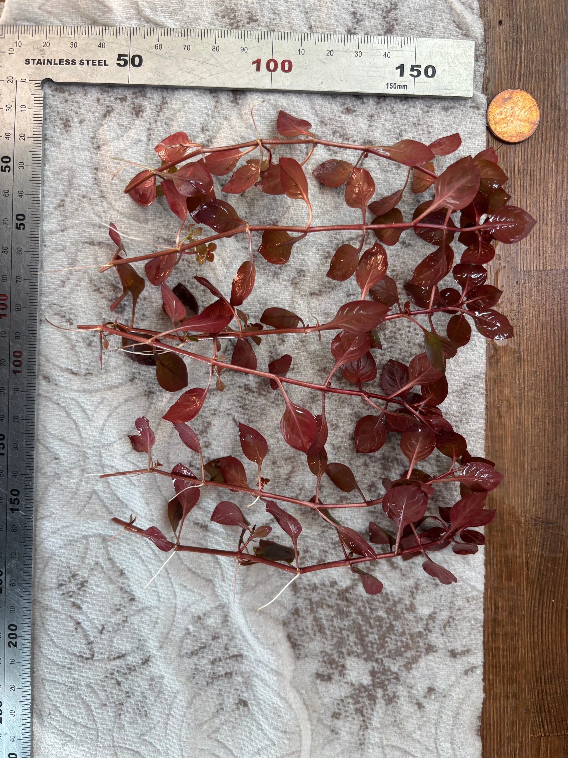 Ludwigia Super Red (6+ stems) - AquaHorizon