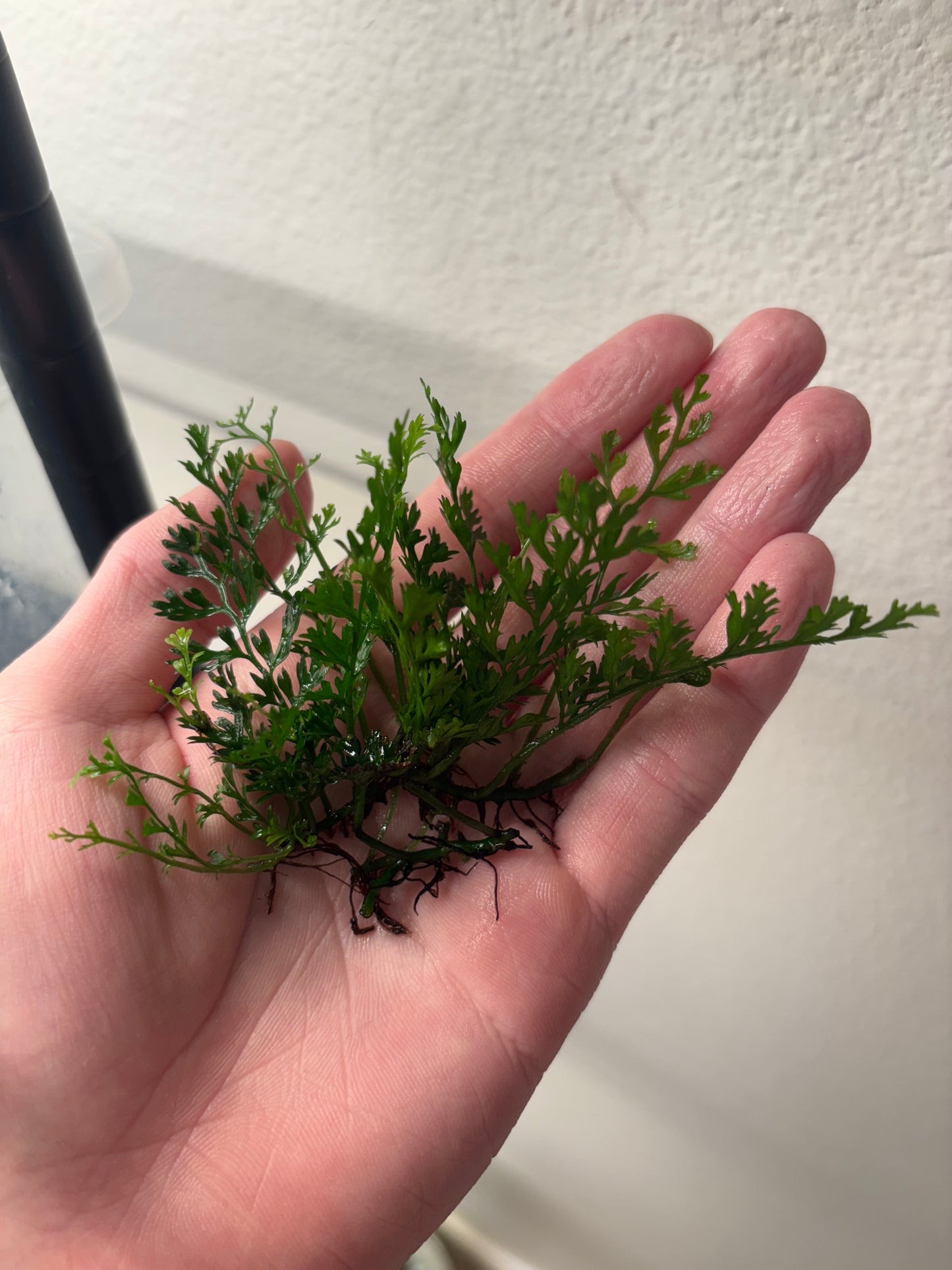 Mini Bolbitis "Baby Leaf" (2in by 2in clump) - AquaHorizon