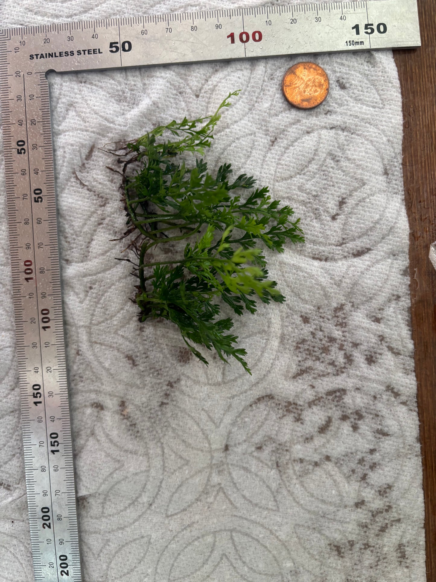 Mini Bolbitis "Baby Leaf" (2in by 2in clump) - AquaHorizon
