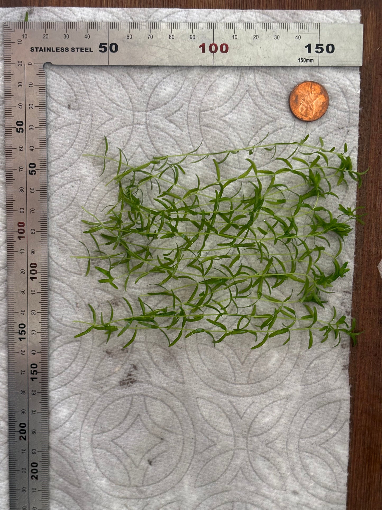 Pearl Weed (12+ stems) - AquaHorizon