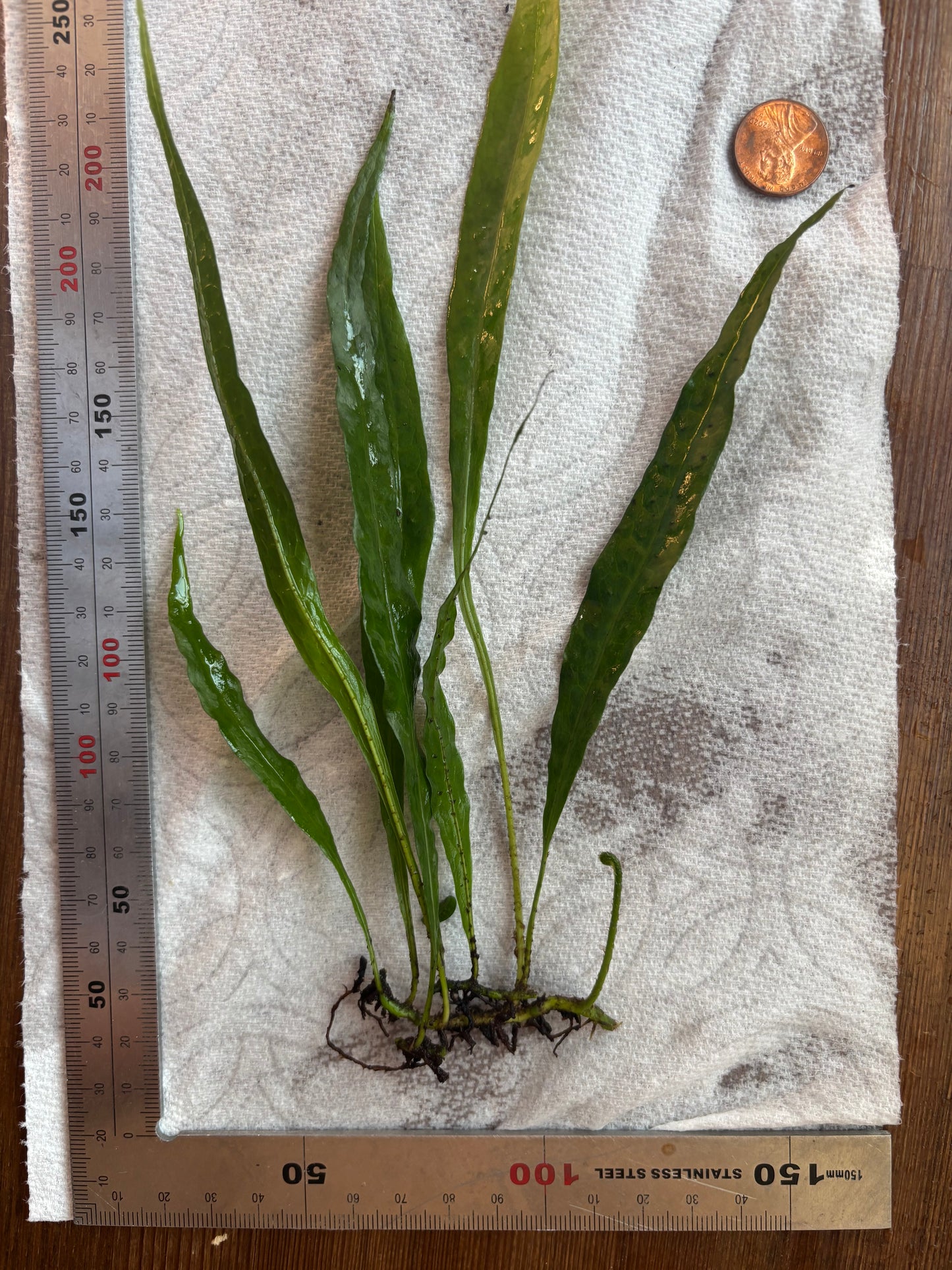 Java Fern "Narrow" (5+ leaves) - AquaHorizon
