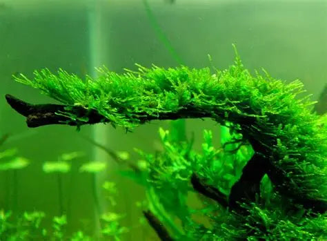 Java Moss (large golf ball size) - AquaHorizon