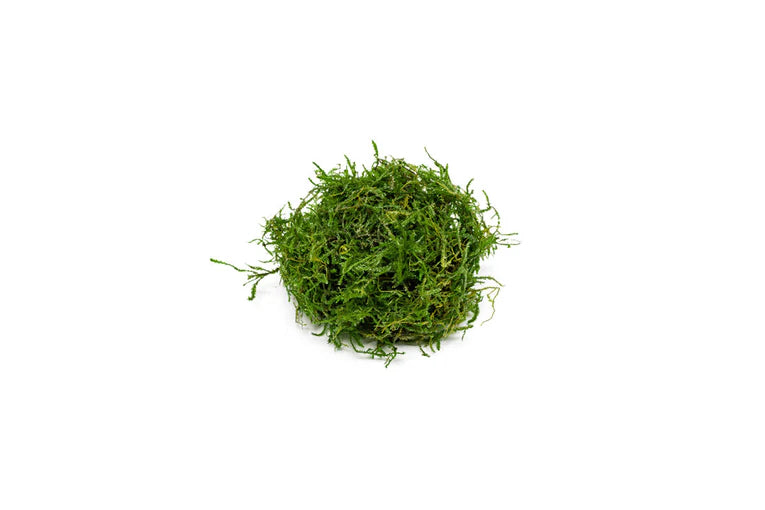 Java Moss (large golf ball size) - AquaHorizon