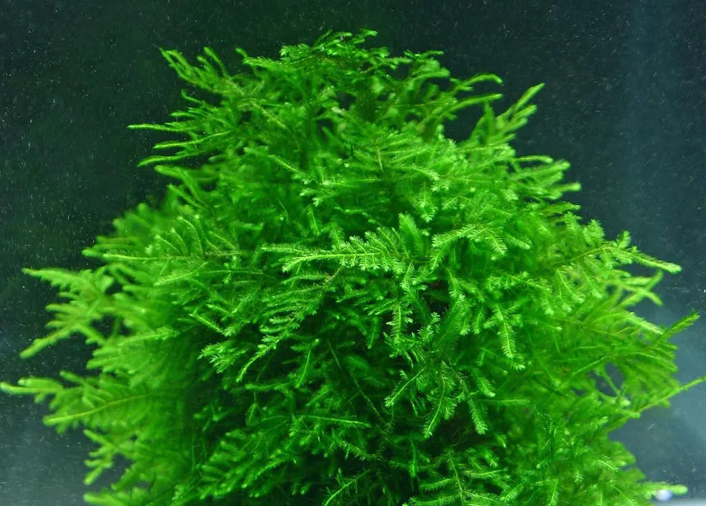 Java Moss (large golf ball size) - AquaHorizon