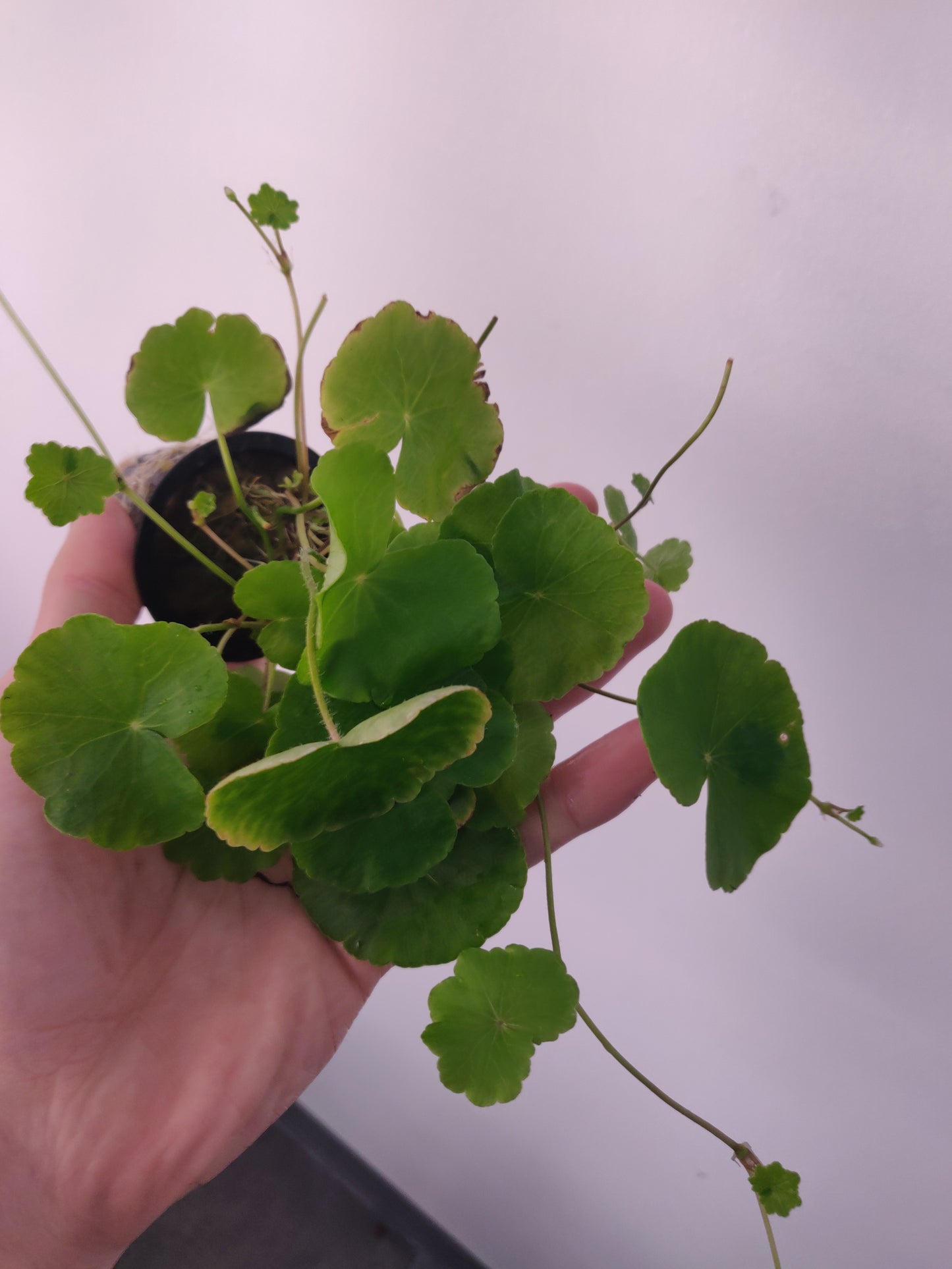 Brazilian pennywort Potted - AquaHorizon