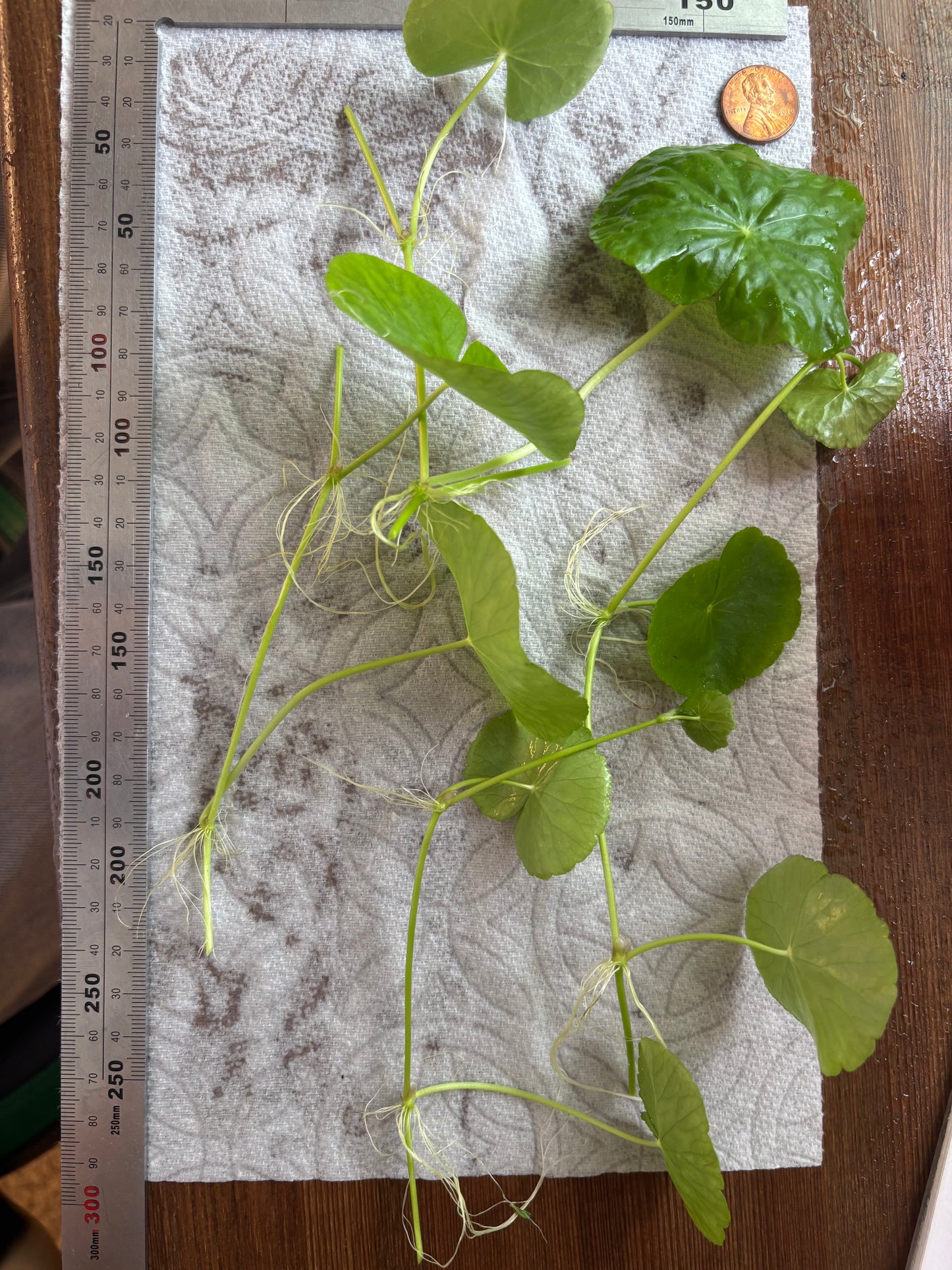 Brazilian Pennywort/Hydrocotyle Leucocephala (4+ shoots ~2-3 leaves each) - AquaHorizon