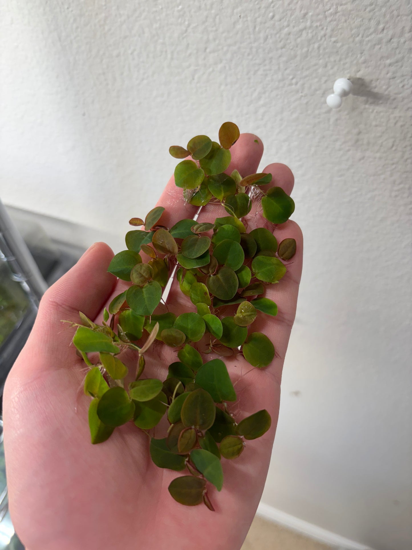 Red Root Floater