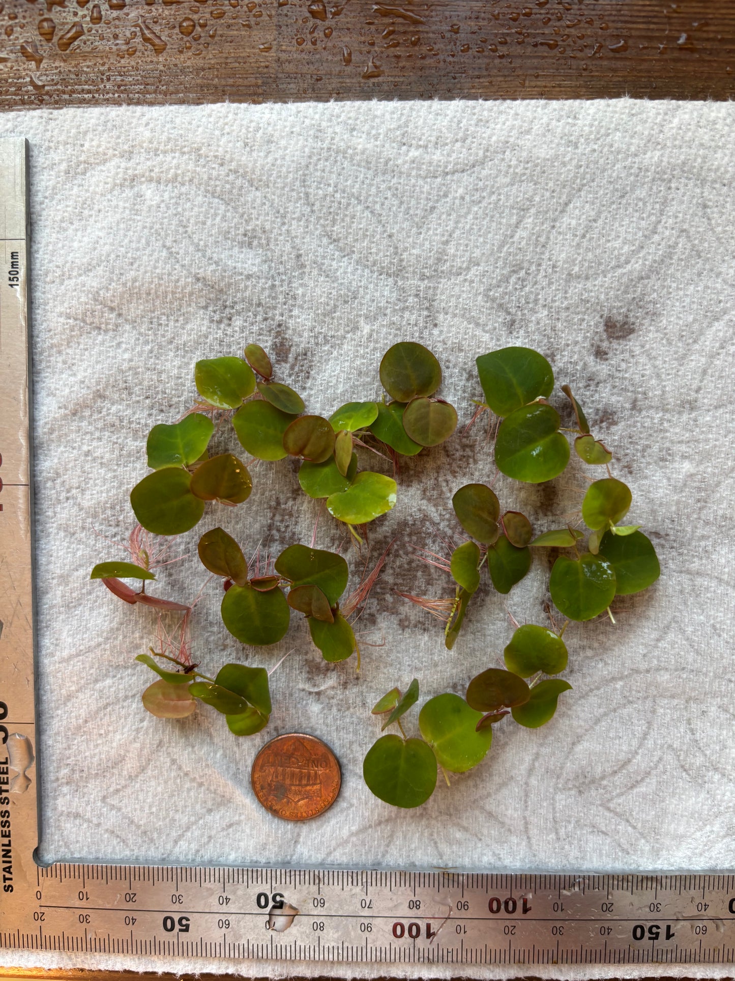 Red Root Floater