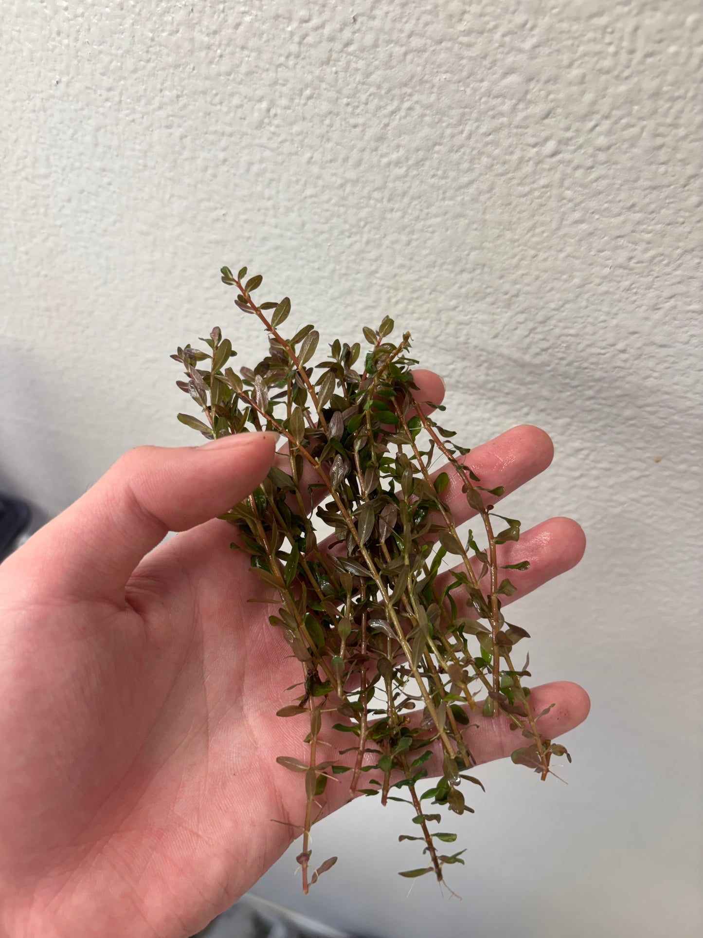 Rotala Rotundifolia "Red" (8+ stems) - AquaHorizon
