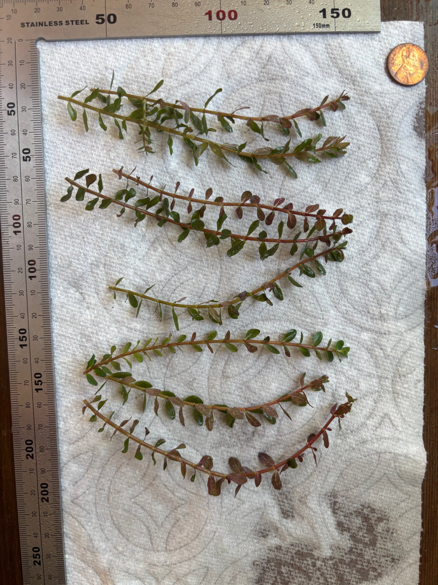 Rotala Rotundifolia "Red" (8+ stems) - AquaHorizon
