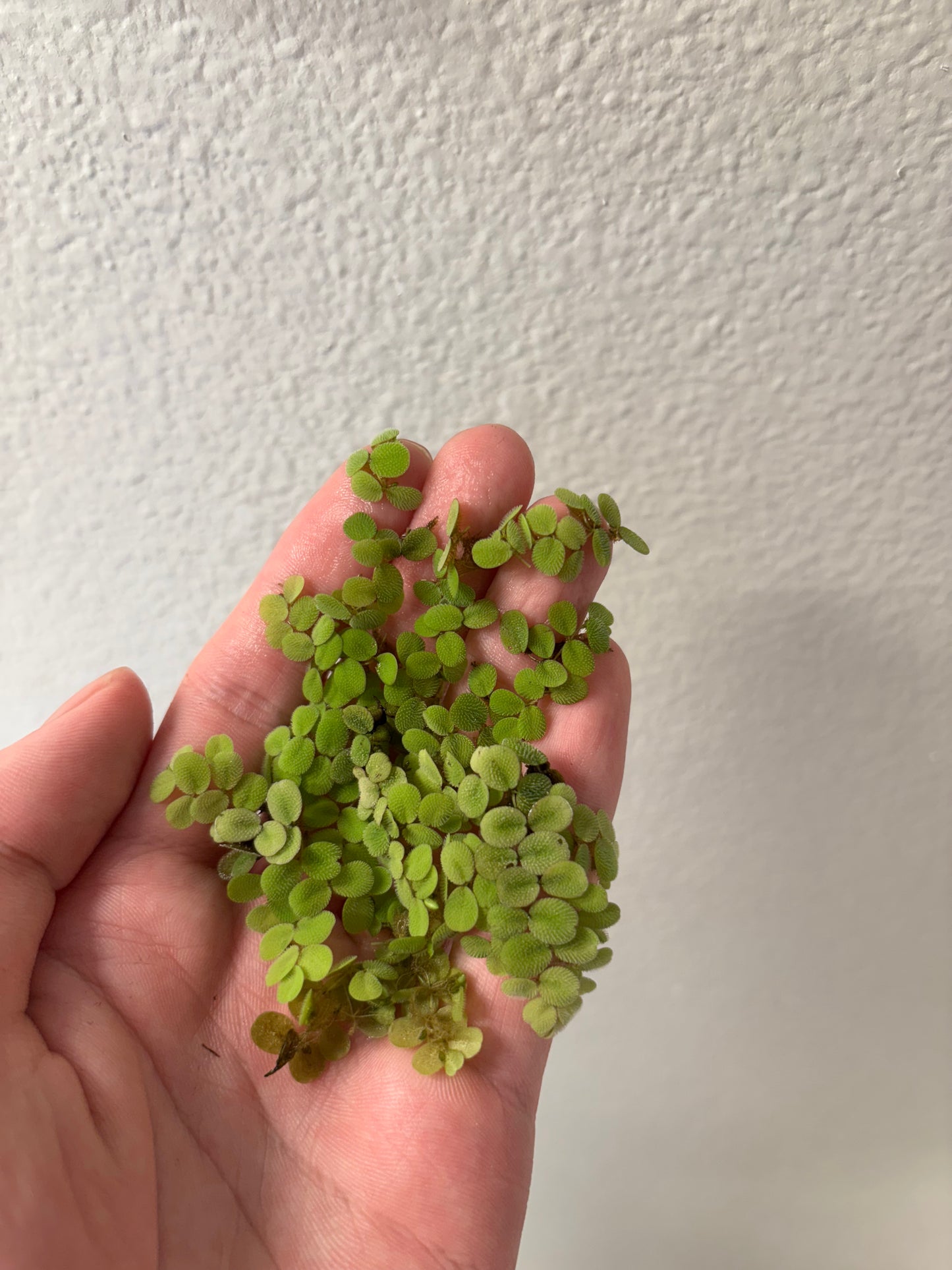 Water Spangles/Salvinia Minima held in hand - AquaHorizon