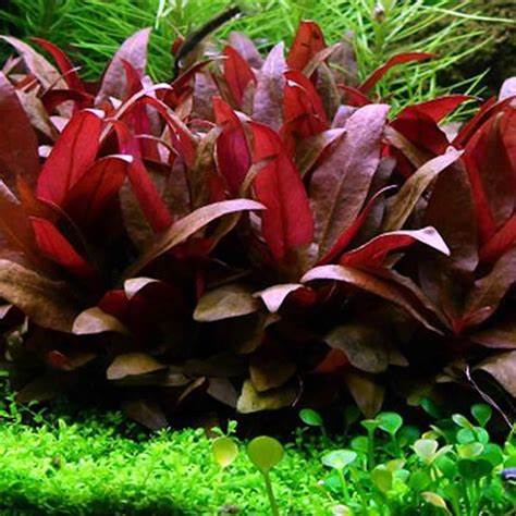 Alternanthera Reineckii "mini" (6+ stems) - AquaHorizon