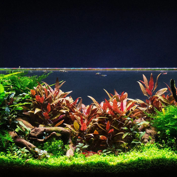 Alternanthera Reineckii "mini" (6+ stems) - AquaHorizon