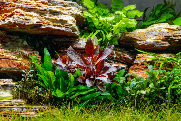 Alternanthera Reineckii (5 stems) - AquaHorizon