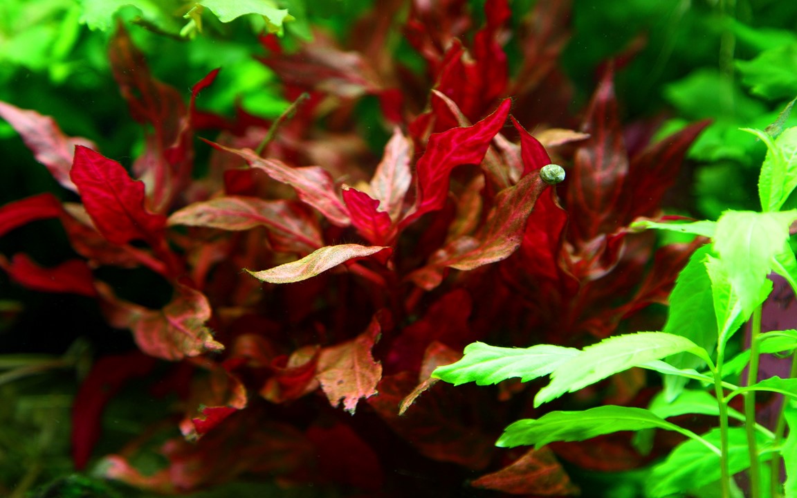 Alternanthera Rosanervig (5 stems) - AquaHorizon