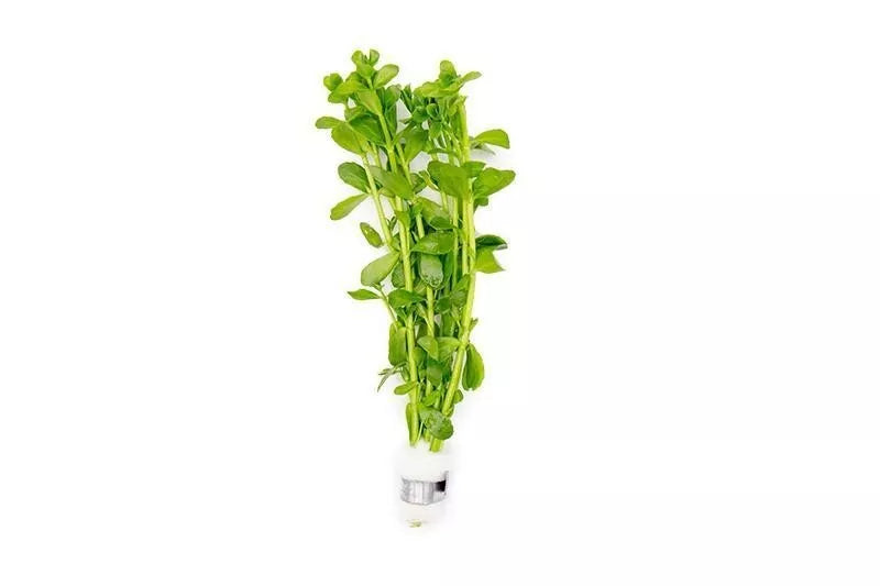 Bacopa Monnieri/Monneywort (6+ stems) - AquaHorizon