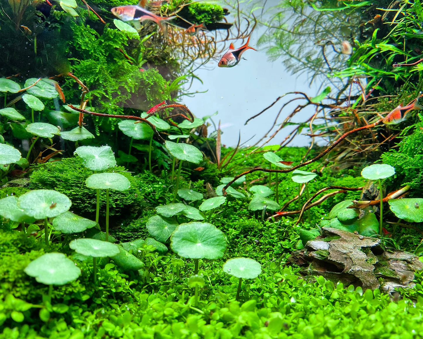 Brazilian Pennywort/Hydrocotyle Leucocephala (3 shoots ~2-3 leaves each) - AquaHorizon
