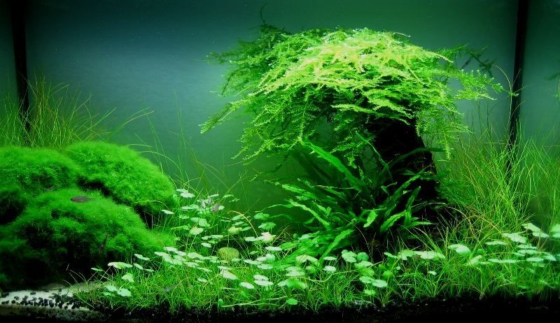 Brazilian Pennywort/Hydrocotyle Leucocephala (3 shoots ~2-3 leaves each) - AquaHorizon