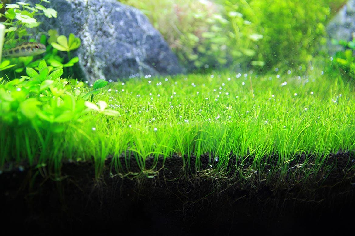 Dwarf Hairgrass "Belem" (~ 3 in pot worth) - AquaHorizon