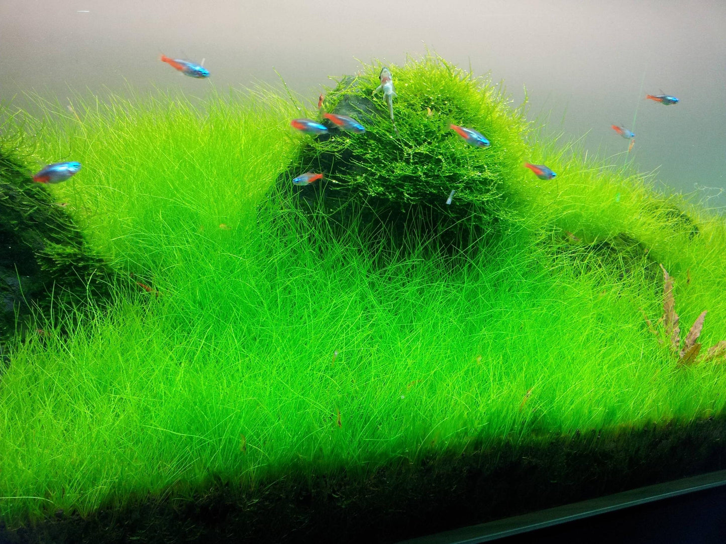 Dwarf Hairgrass "Belem" (~ 3 in pot worth) - AquaHorizon