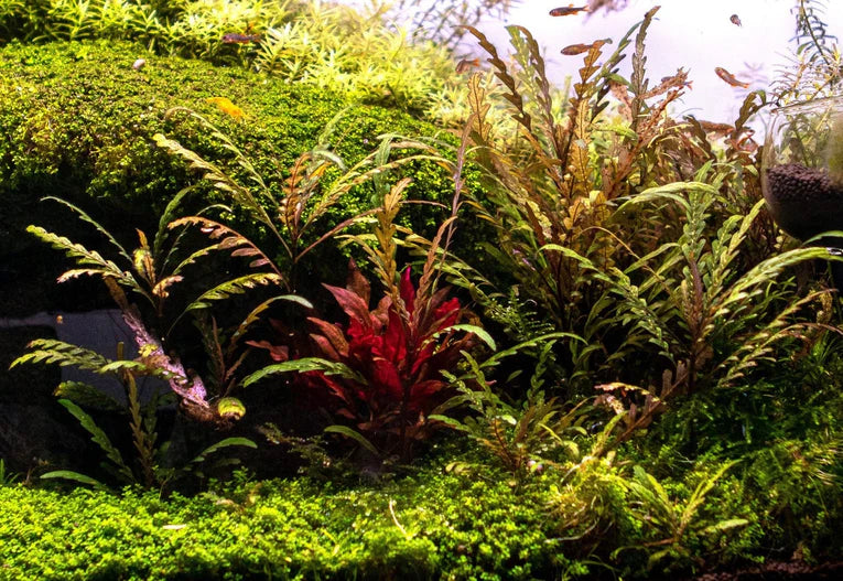 Hygrophila Pinnatifida (3 stems) - AquaHorizon