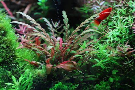 Hygrophila Pinnatifida (3 stems) - AquaHorizon