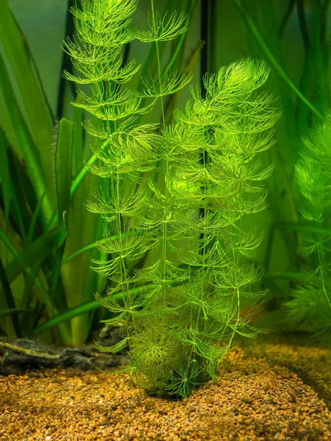 Green aquatic plant in an aquarium setting with gravel at the bottom