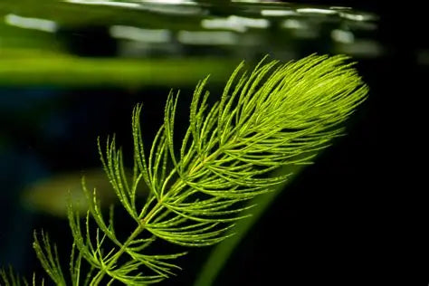 Close-up of a green aquatic plant with a blurred background