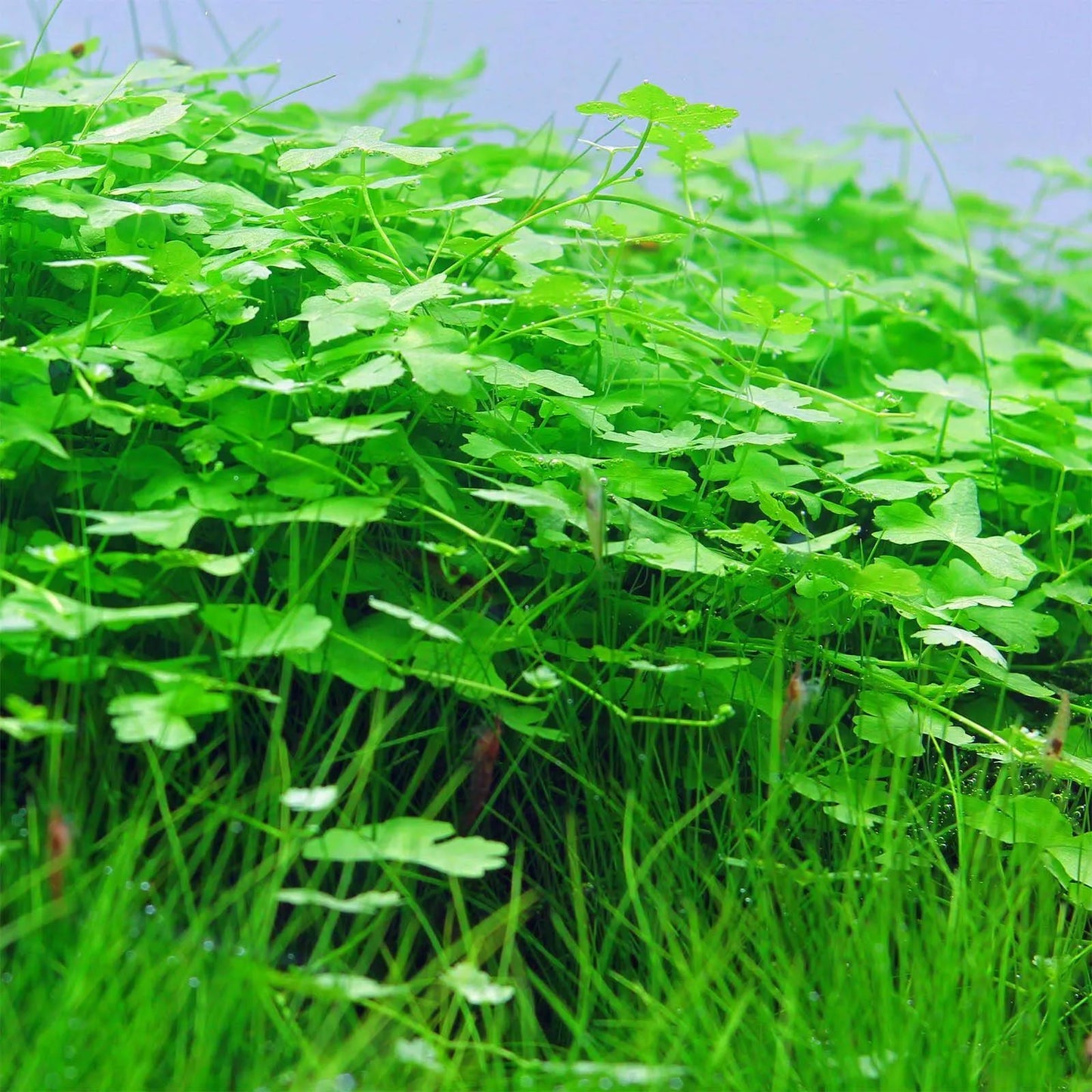 Hydrocotyle Tripartita Japan (~3 in pot worth) - AquaHorizon