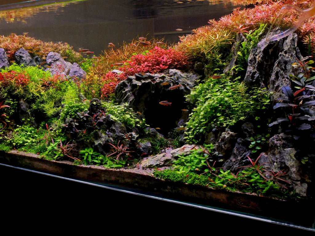 Hydrocotyle Tripartita Japan (~3 in pot worth) - AquaHorizon