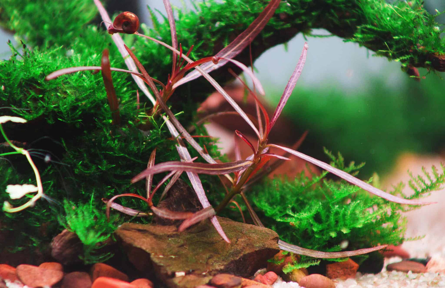 Hygrophila Araguaia (4 stems) - AquaHorizon