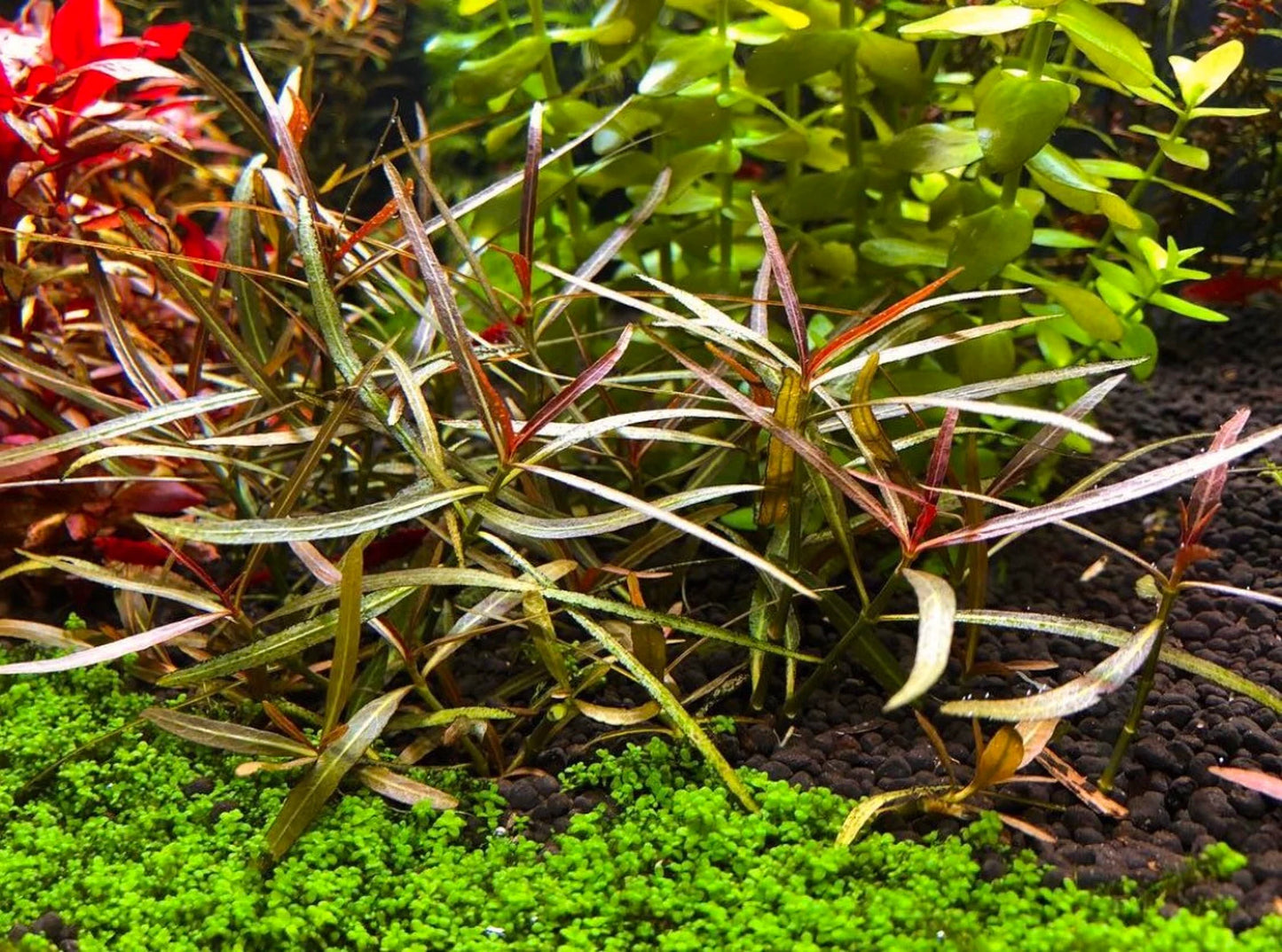 Hygrophila Araguaia (4 stems) - AquaHorizon