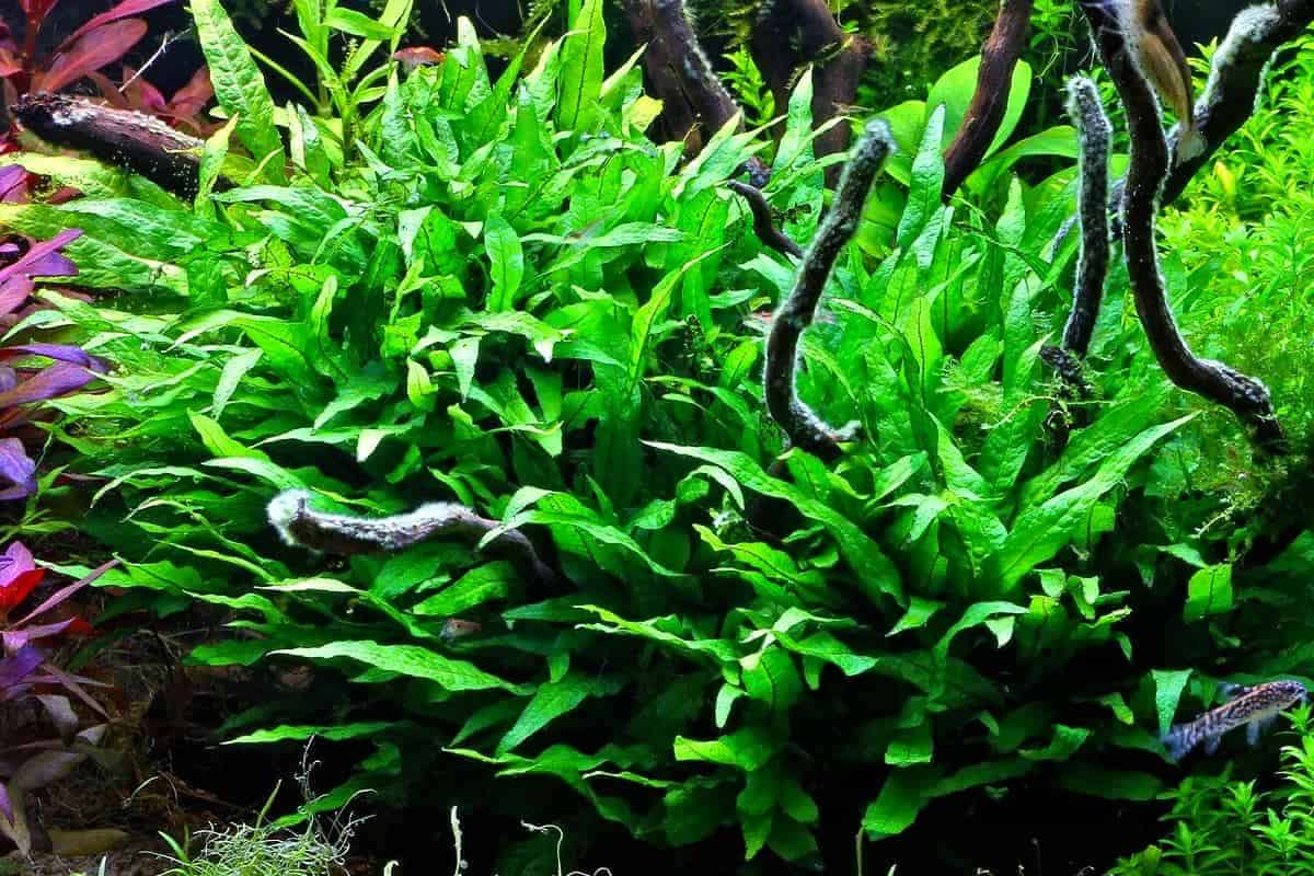 Java Fern "Narrow" (5+ leaves) - AquaHorizon